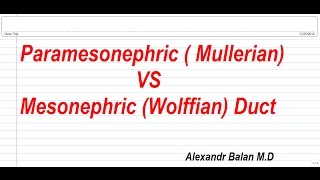 Paramesonephric Mullerian  VS and Mesonephric Wollfian  Duct [upl. by Niel]