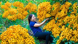 Harvest Oleaster Goes To Market Sell  Gardening And Cooking  Lý Song Ca [upl. by Gresham]