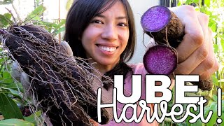 How To Grow REAL UBE Purple Yam [upl. by Rexanna]