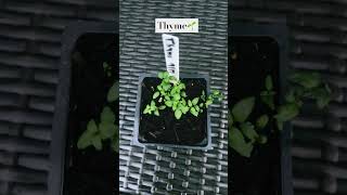 Thyme grown from seeds 9172024 Please like and subscribe😉thyme [upl. by Odab983]