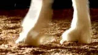 Budweiser Clydesdale Horses [upl. by Rog]