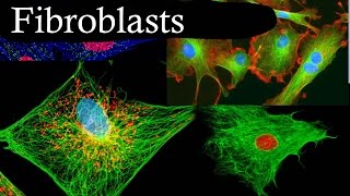 Fibroblasts In 3 Minutes [upl. by Roice]