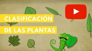 Clasificación de las plantas  Camaleón [upl. by Akkeber232]