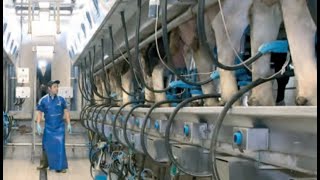 Delmer  Fully Automatic Milking Parlour Cow Brushes Mats Cow Comfort Fans Flexible Cubicles [upl. by Brittany]