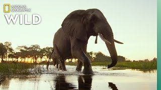 Okavango Delta Wildlife  Into the Okavango [upl. by Anerbas]