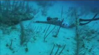 Freediving Spearfishing Exuma Bahamas Staniel Cay Yacht Club [upl. by Inimod]