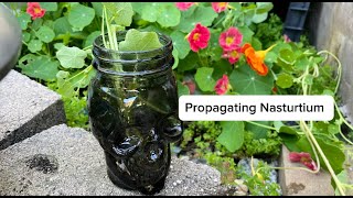 Propagating Nasturtium [upl. by Nylirret]