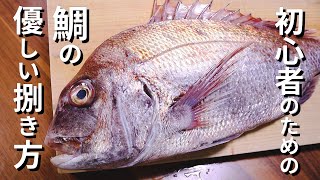 鯛のさばき方～初心者でもこれを見れば完璧になる三枚おろし【刺身】 [upl. by Charline]