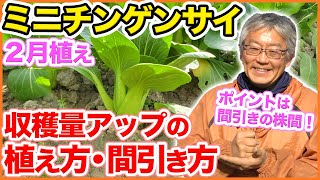 ２月植えミニチンゲンサイ、収穫量アップの植え方・育て方！ポイントは間引きの株間にあり！【家庭菜園】【青梗菜】【ちんげん菜】 [upl. by Crowley]