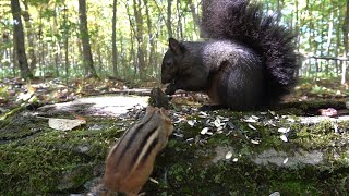 10 Hours of Forest Animals  Videos for Pets  Oct 4 2020 [upl. by Ocire]