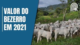 Preço do bezerro cairá no primeiro trimestre de 2021 Veja tendência [upl. by Llejk887]