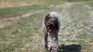 Comparing the Wirehaired Pointing Griffon amp Vizsla Which Hunting Breed is Right for You [upl. by Roath]