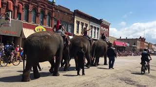 Circus World elephants in Baraboo Big Top Parade [upl. by Niwrad]