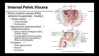 Pelvic Viscera Peritoneum  Learning Objectives [upl. by Cirek]