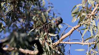 White browed Woodswallow 04042023 [upl. by Anneliese]