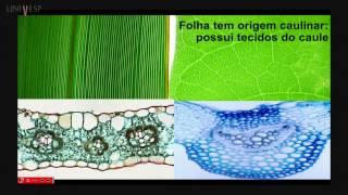 Morfologia Vegetal  Aula 16  Folha  Anatomia [upl. by Ikaz]