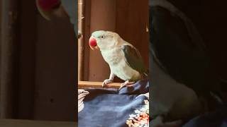 Cutie yawing parrot pico [upl. by Alyhs582]