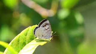 蔚青紫灰蝶白底青小灰蝶 Arhopala ganesa formosana [upl. by Melburn]