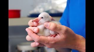 Baby flamingos are hatching at the National Aviary [upl. by Tenom784]