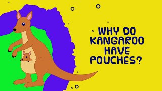 Why do kangaroos have pouches  Interesting Facts About Animals for Kids [upl. by Sudbury]