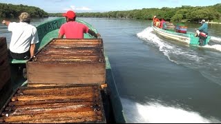 Miel de Mangle en el Golfo de México [upl. by Fitzsimmons138]