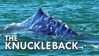 Grey Whale The Knuckle Back Whale [upl. by Willner]