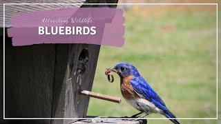 Setting Up a Bluebird House and Attracting Bluebirds to Your Yard [upl. by Ahsurej]