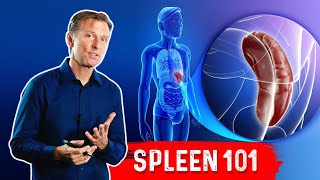 What Does The Spleen Do – DrBerg Explains Spleen Function [upl. by Avaria749]