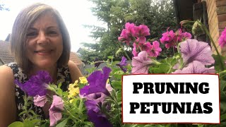 Pruning Petunias  Trimming Back Leggy Annuals [upl. by Siloum]