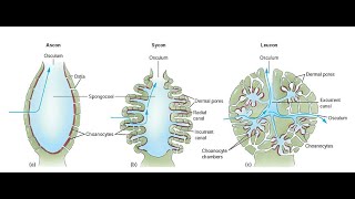 Canal System in Sponges  Ascon Sycon and Leucon [upl. by Neufer871]