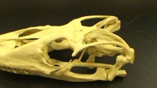 Skull Comparison Tuatara vs Komodo Dragon [upl. by Einyaj956]