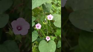 Ipomoea triloba Purple splash song flowers nature love garden gardenvibes ipomoea [upl. by Enigroeg]