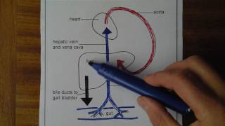 Liver 1 Blood supply and drainage [upl. by Ratib]