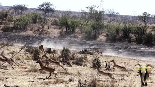 Lionesses Hunting Impala Antelope [upl. by Lennahs]