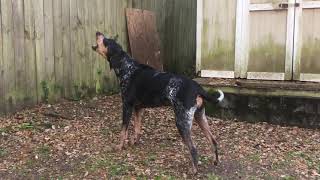 Bluetick Coonhound Baying [upl. by Holly-Anne924]