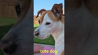 Dog barking at beautiful dog 🐕04kviralytshortsshorts [upl. by Roxy]