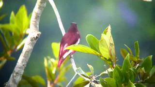 Pompadour Cotinga  Xipholena punicea  anambépompadora [upl. by Eeslek]