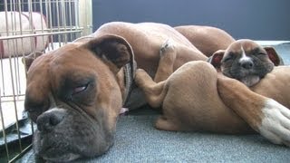 Sleepy 6 Week Old Boxer Puppies [upl. by Anya]