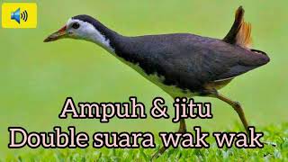 Suara pikat ampuh Burung wak waksuara burung wak waksuara wak wak pikatkeruakkareo [upl. by Eiruam142]