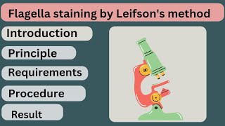 Flagella staining by Leifsons method  special staining  microbiology  LIFESCIENCE LEARNER [upl. by Quiteris]