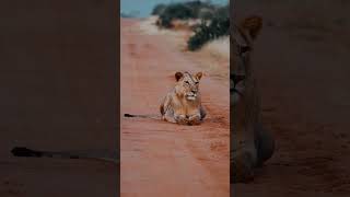 Lion  HD videos of Lion  Lion Roar  Real video of a lion  King of jungle  lion lionroaring [upl. by Lleuqram]