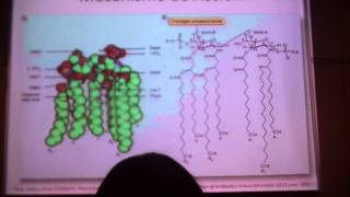 POLIMIXINAS ENCUENTRO INTERDISCIPLINARIO USO SEGURO DE LOS ANTIBIOTICOS [upl. by Gatias]