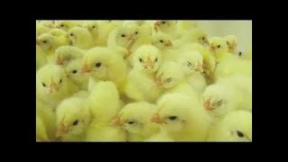 Inside the brutal chicken industry  Poultry horror [upl. by Sharleen]