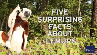 Five Surprising Lemur Facts from the Duke Lemur Center [upl. by Knipe]