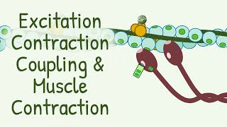 ExcitationContraction Coupling [upl. by Oiramat856]