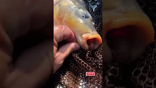 Quick amp Easy Fish Unhooking Safe for the Fish 🐟 [upl. by Horter]