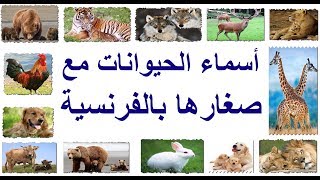 تعلموا أسماء الحيوانات بالفرنسية les animaux [upl. by Schlenger]