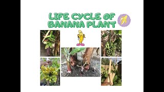 How to Plant a Banana Tree [upl. by Midan854]