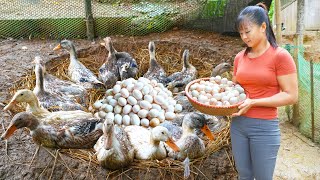 REWIND TIMELAPSE Harvesting A Lot Of Eggs Go To Market Sell  Cooking Raising Phuongs Story [upl. by Johnathan265]