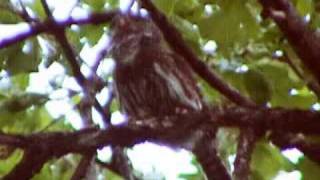 Pygmy Owl calling [upl. by Yelekalb937]